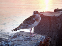 ��������������� �������.  �������� ����